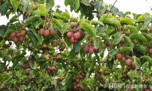 中国又一种果树走红,好吃又有营养,产量丰富,市场反响也很好