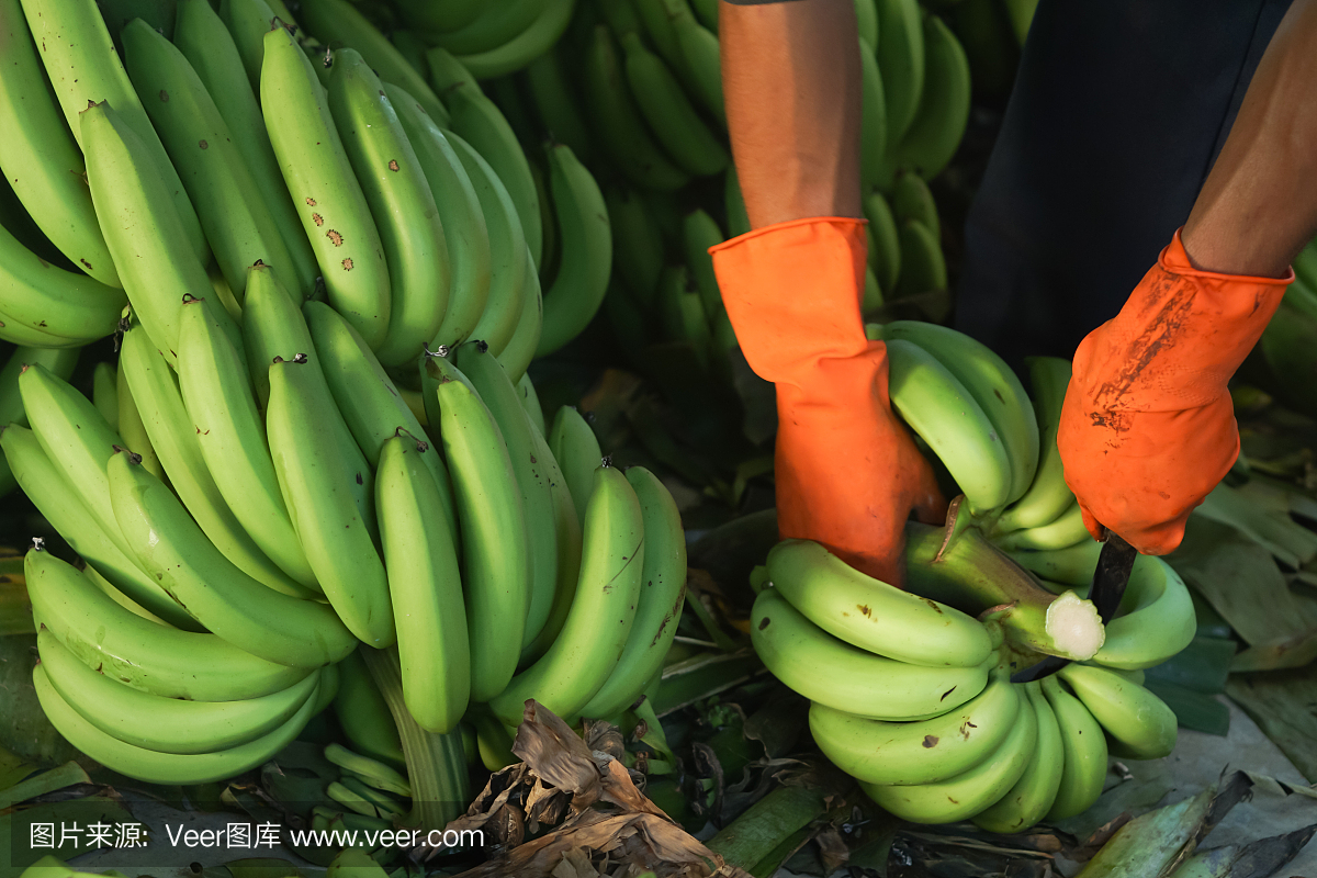近距离观察一个人在香蕉农场修剪香蕉树枝