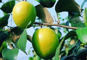 鲁民农业联社的果品种植基地喜获丰收