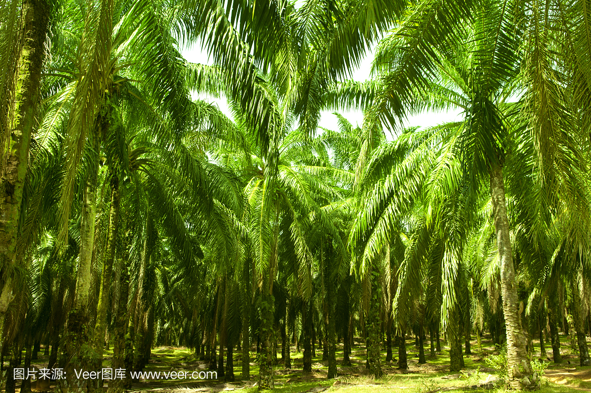 棕榈油种植园