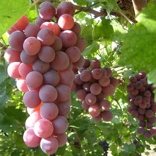 种植水果葡萄 - 种植业 - 诚信产品 - 中国领先的诚信电商交易平台—